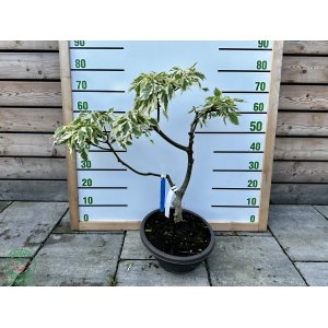 Drieň obyčajný (Cornus mas) ´VARIEGATA´ - výška 60-70 cm, kont. C15L, BONSAJ